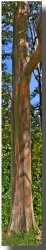 "Standing Tall" Rainbow Eucalyptus Tree on the road to Hana Standing Tall