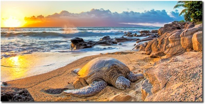 "Sunset Snooze" by Shayla Middleton Sunset Snooze