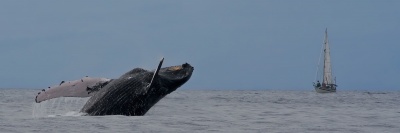 "The Whaler" by Mark Middleton The Whaler