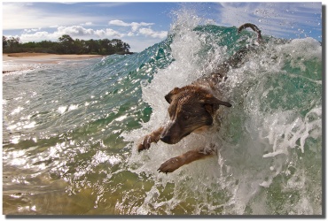 "Wave Lover" Body Surfing Dog in Makena Maui Hawaii by Mark Middleton Wave Lover