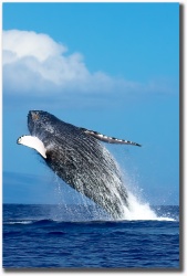 "Whoo Hooo"  Humpback whale breach by Mark Middleton Whoo Hooo Verticle Crop